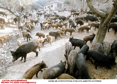 «Πάνω από 9.000 αγριογούρουνα κυκλοφορούν στη Θεσσαλονίκη», σοκάρει ο δήμαρχος Νεάπολης Συκεών