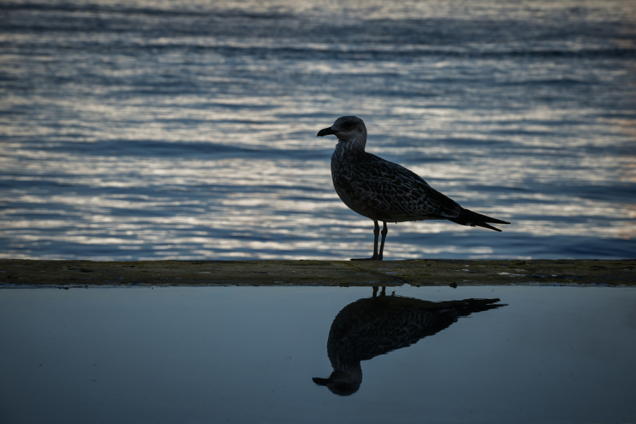 Νέα ασθένεια που προκαλείται από την ρύπανση πλαστικού εντοπίστηκε στα θαλασσοπούλια