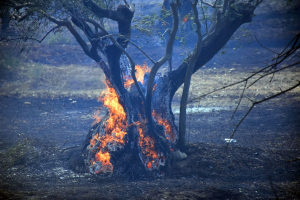 Φωτιά από κεραυνό και στα Ιωάννινα - Οι φλόγες καίνε μέσα σε δρυμό