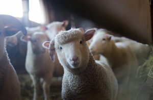 Βόλος: Πρόβατα «μπούκαραν» σε καλλιέργεια με φαρμακευτική κάνναβη και έφαγαν... 100 κιλά