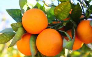 Διανομή φρούτων στους δικαιούχους του ΤΕΒΑ στο Δήμο Μαλεβιζίου