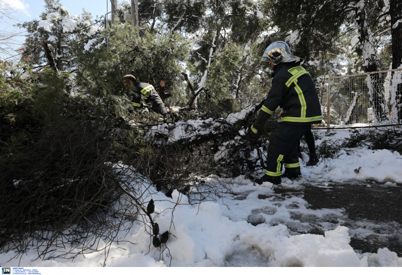 Τραγωδία στην Εύβοια, 71χρονος καταπλακώθηκε από δέντρο