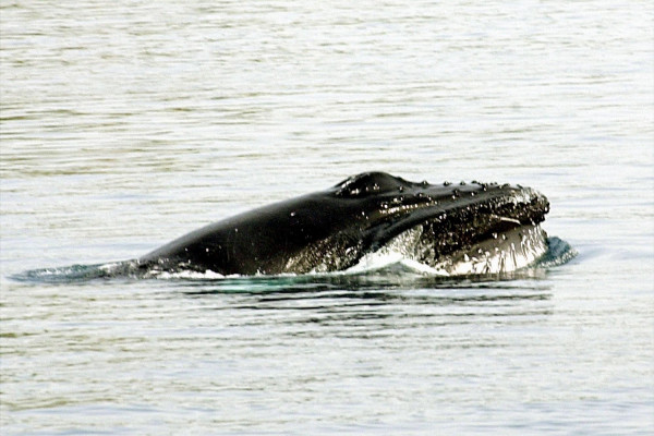 Νεκρή φάλαινα ξεβράστηκε στην Κερατέα