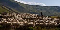 Εγκρίθηκαν αποζημιώσεις σε κτηνοτρόφους για καταρροϊκό και ευλογιά