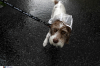 Συνελήφθη 38χρονος στο Πέραμα που κακοποίησε σκύλο