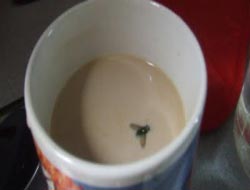 Όταν πέφτει μια μύγα στον καφέ ..