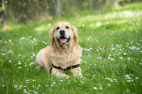 Pet sitting: Από λύση της ανάγκης σε οργανωμένη υπηρεσία - Πόσο κοστίζει η φροντίδα κατοικιδίων στην Ελλάδα