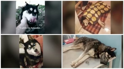 Διαφωνία μεταξύ των κτηνιάτρων για την κακοποίηση του σκύλου: Σιγή ιχθύος στην Αράχωβα για τον δράστη