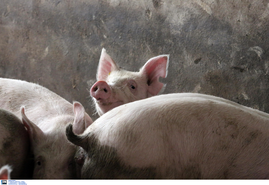 Η πανδημία γρίπης των χοίρων είναι εδώ - Ο ιός Η1Ν1 μεταλλάσσεται και ξεφεύγει από τα εμβόλια