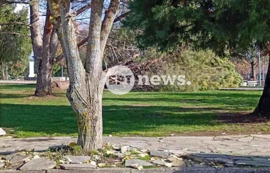 Άργος Ορεστικό: Μεγάλο δέντρο έσπασε και έπεσε στο πάρκο Εθνικής Αντίστασης