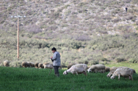 Ευλογιά: Τα 20 μέτρα που προτείνει η επιστημονική επιτροπή - Έχουν θανατωθεί 417.365 ζώα