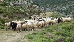6,5 εκατ. ευρώ αποζημιώσεις στους κτηνοτρόφους για τον καταρροϊκό πυρετό