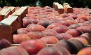 Δωρεάν 19 τόνοι φρούτων σε δικαιούχους της Κάρτας Αλληλεγγύης στα Τρίκαλα