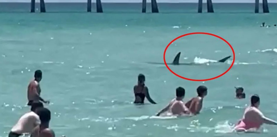 «Βγείτε αμέσως από το νερό»: Καρχαρίας σπέρνει τον πανικό σε παραλία στη Φλόριντα - Συγκλονιστικό βίντεο