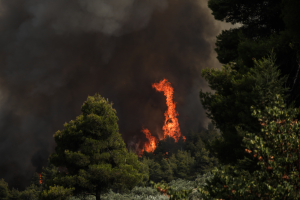 Νέο μέτωπο φωτιάς στη Φωκίδα - Εκκενώνονται τα χωριά Ελαία και Καλλιθέα με μήνυμα από το 112