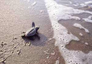 Τα πρώτα χελωνάκια στον Κυπαρισσιακό κόλπο 