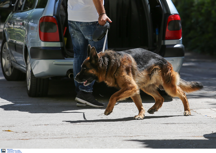 Πυροβόλησε με καραμπίνα λυκόσκυλο, φρίκη με νέα ζωοκτονία στην Ερμιόνη