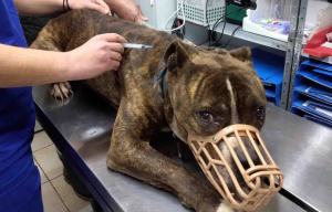 Τραγωδία στη Ζάκυνθο: Βγήκε το πόρισμα για το πιτ μπουλ που σκότωσε τον 2χρονο - Τι λένε οι κτηνίατροι