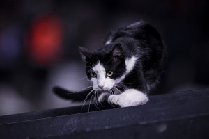 Κρήτη: Παρέμβαση εισαγγελέα για την κάτοικο που σκοτώνει γάτες και δίνει συνταγή για φόλες στα σόσιαλ μίντια