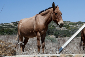Μουλάρι ξεψύχησε σφαδάζοντας από τον υποσιτισμό σε οικόπεδο στη Σέριφο