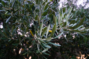 Έκαναν φτερά 52 τόνοι λάδι από συνεταιρισμό -«Πόλεμος» με τους ελαιοπαραγωγούς για το πώς εξαφανίστηκαν