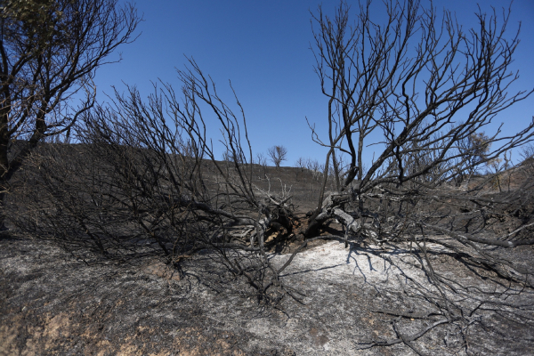 Φωτιά στην Αχαΐα: Ερώτηση Αναγνωστοπούλου για τα εναέρια και χερσαία μέσα