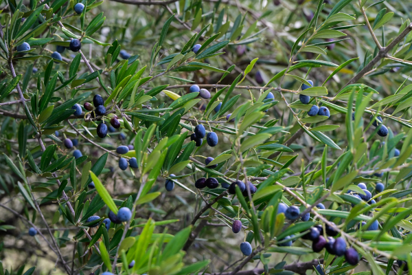 Βροχή τα πεντοχίλιαρα πριν φτάσει το λάδι στο ελαιοτριβείο