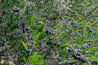 Βροχή τα πεντοχίλιαρα πριν φτάσει το λάδι στο ελαιοτριβείο