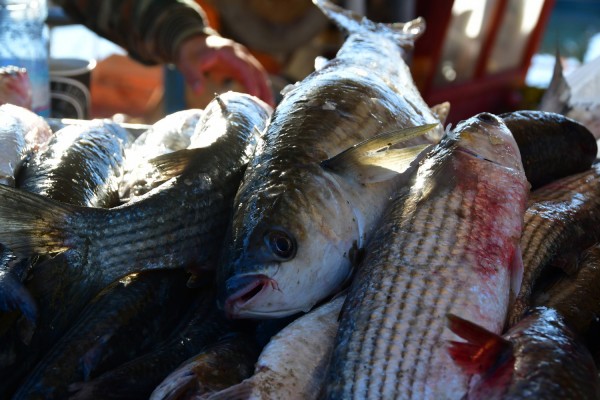 Ψάρια "δηλητήριο" προορίζονταν για την ελληνική αγορά