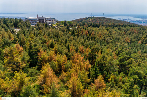 Αντίστροφη μέτρηση για τους δασικούς χάρτες: Οι νέες προθεσμίες σε όλη τη χώρα