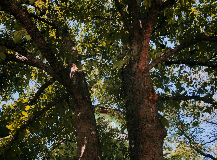 «Ταπεινό» αλλά «χαρισματικό» αποδεικνύεται το χαρούπι, σύμφωνα με νέα ελληνική μελέτη