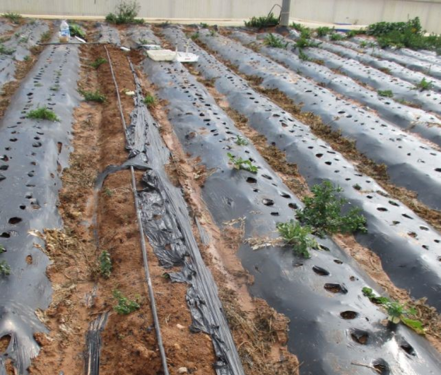 «SoilPlastic» App για πολίτες, φοιτητές και αγρότες: βοηθώντας τους επιστήμονες να κατανοήσουν πόσο πλαστικό καταλήγει στα εδάφη