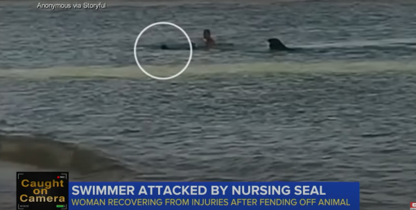 Χαβάη: Μαμά φώκια νομίζει ότι κινδυνεύει το μωράκι της και επιτίθεται σε κολυμβητή (βίντεο)