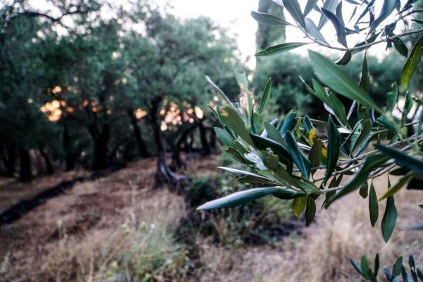 Απάτη πίσω από την εξαφάνιση 80 τόνων ελαιόλαδου στη Χαλκιδική