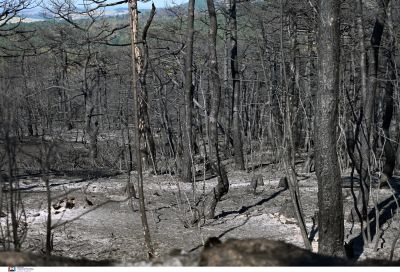 Ξεκινάει η οικολογική αποκατάσταση του Εθνικού Πάρκου Δάσους Δαδιάς μετά την καταστροφική φωτιά
