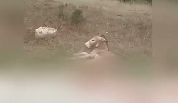 Κακοποίηση γάιδαρου: «Το ζώο είχε δεχθεί επίθεση από λύκο και προσπάθησε να το σώσει» λέει ο δικηγόρος του αντιδημάρχου (βίτντεο)