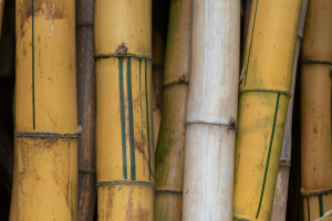 Μπαμπού: Η «κρυφή» υπερτροφή που κερδίζει έδαφος στην παγκόσμια διατροφή