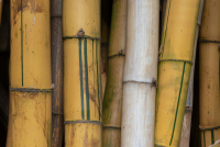 Μπαμπού: Η «κρυφή» υπερτροφή που κερδίζει έδαφος στην παγκόσμια διατροφή