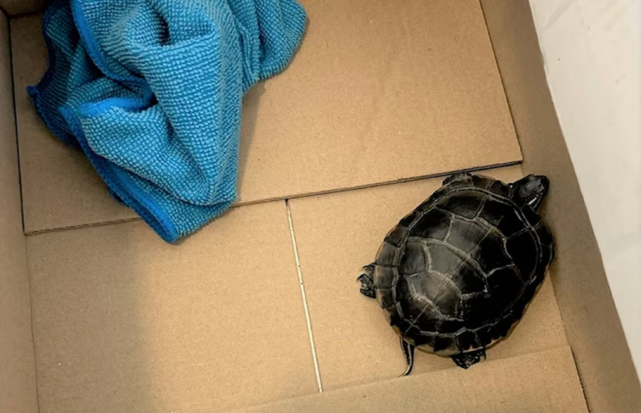 Έκρυψε ζωντανή χελώνα στη βουβωνική χώρα και προσπάθησε να επιβιβαστεί σε αεροπλάνο