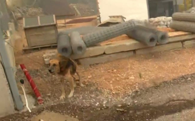Ξέσπασε η Μίνα Καραμήτρου στον αέρα: «Απορώ που έφυγαν και άφησαν το σκυλάκι δεμένο»