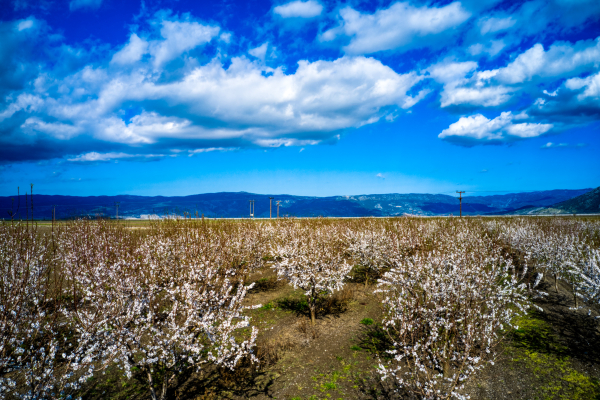ΟΠΕΚΕΠΕ: Πληρώθηκαν ενισχύσεις de minimis σε παραγωγούς