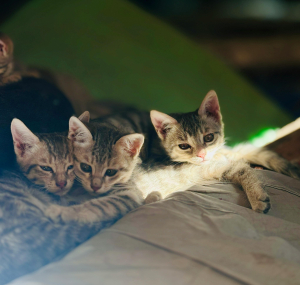 Απίστευτη κτηνωδία στον Βόλο: Έδεσαν νεογέννητα γατάκια στην ουρά της μαμάς τους