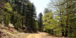 Η Κομισιόν δηλώνει αναρμόδια για τον αποχαρακτηρισμό δασικών εκτάσεων