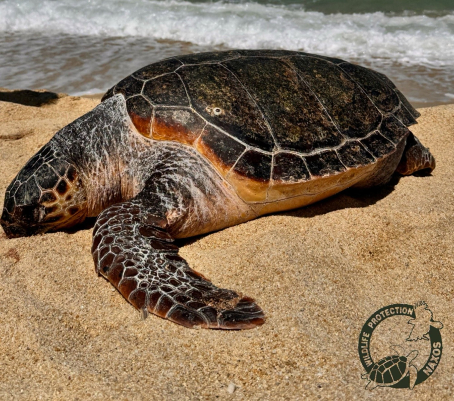 Νάξος: Νεκρή από δυναμίτη Caretta Caretta - Βίαιος θάνατος για μια μητέρα που έσβησε στη θάλασσα