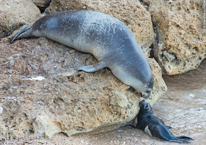 Ρεκόρ στις γεννήσεις μεσογειακής φώκιας καταγράφηκε στις Σποράδες
