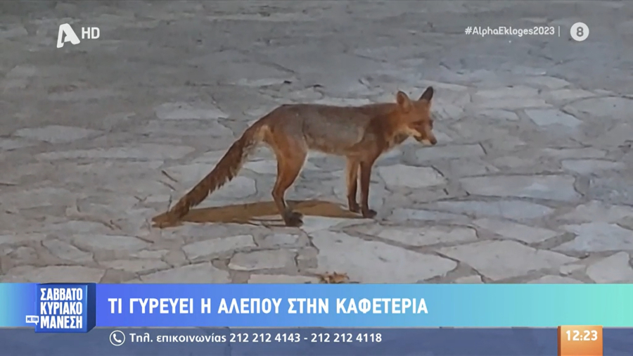 Αλεπού στην Πρέβεζα πάει κάθε μέρα... για καφέ (βίντεο)