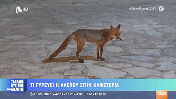 Αλεπού στην Πρέβεζα πάει κάθε μέρα... για καφέ (βίντεο)