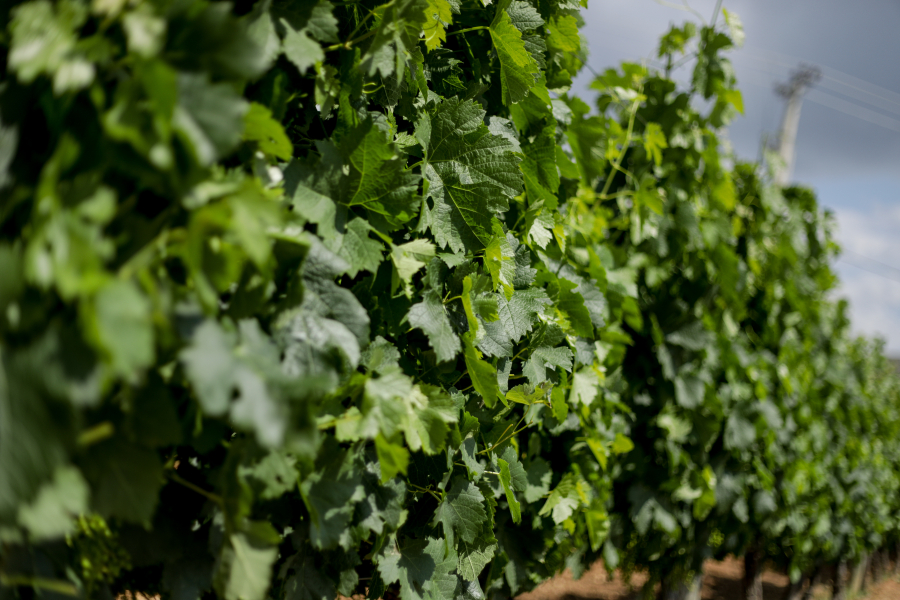 Σε ιστορικό χαμηλό η παραγωγή κρασιού στην Ελλάδα