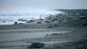 Συνολικά 122 θαλάσσιες χελώνες νεκρές σε ακτές του Μεξικού