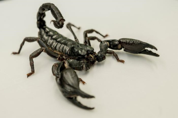 Νέα μελέτη αποκαλύπτει πού «κρύβονται» οι πιο θανατηφόροι σκορπιοί του πλανήτη